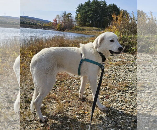 Medium Photo #2 Labrenees Puppy For Sale in Croydon, NH, USA