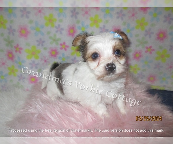 Medium Photo #3 Yorkshire Terrier Puppy For Sale in GALVA, IL, USA