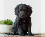 Small #2 Goldendoodle (Miniature)