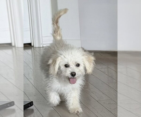 Medium Photo #3 Poodle (Miniature)-Unknown Mix Puppy For Sale in Corona, CA, USA