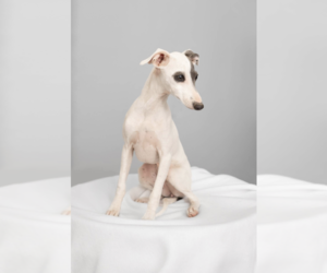 Italian Greyhound Puppy for sale in HEREFORD, TX, USA