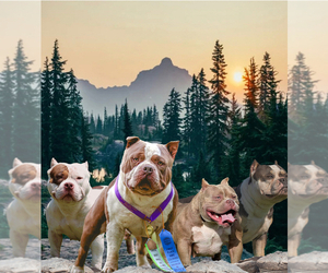 Father of the American Bully puppies born on 10/07/2025