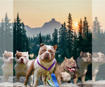 Small Photo #1 American Bully Puppy For Sale in ABILENE, TX, USA