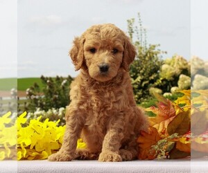 Goldendoodle-Poodle (Standard) Mix Puppy for sale in HONEY BROOK, PA, USA