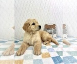 Small #2 Golden Retriever