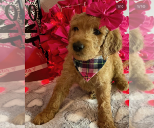 Goldendoodle Puppy for sale in HENDERSON, NV, USA