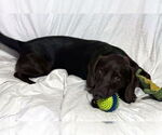 Small #1 Basset Hound-Chocolate Labrador retriever Mix