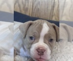 Puppy Snow Bunny American Bully