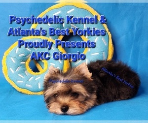 Yorkshire Terrier Puppy for sale in DECATUR, GA, USA