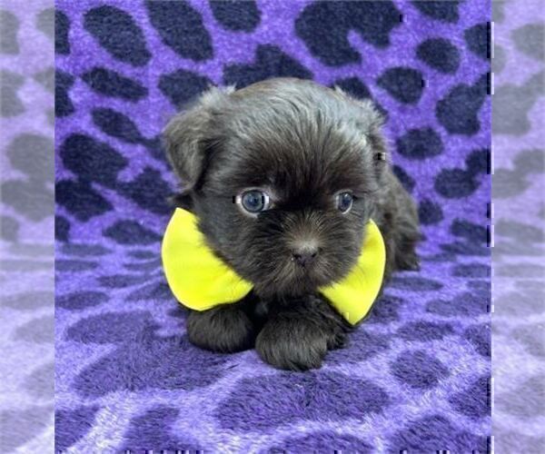 Medium Photo #1 Shih Tzu Puppy For Sale in WEST PALM BEACH, FL, USA