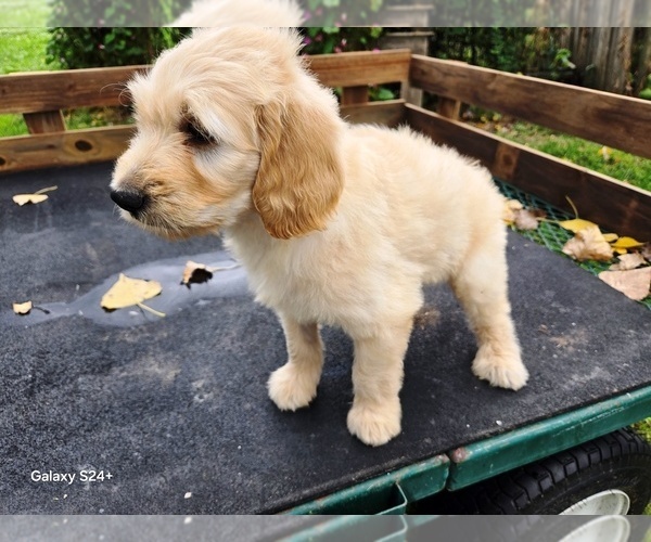 Medium Photo #3 Goldendoodle Puppy For Sale in LEON, KS, USA
