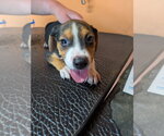 Small Mutt