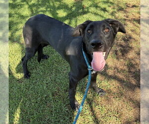 Great Dane Dogs for adoption in Riverside, CA, USA