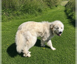 Great Pyrenees-Unknown Mix Dogs for adoption in Unionville, PA, USA