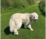 Small Great Pyrenees Mix