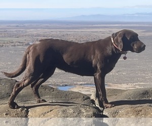 Mother of the Labrador Retriever puppies born on 08/01/2026