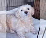 Small #2 Shih-Poo
