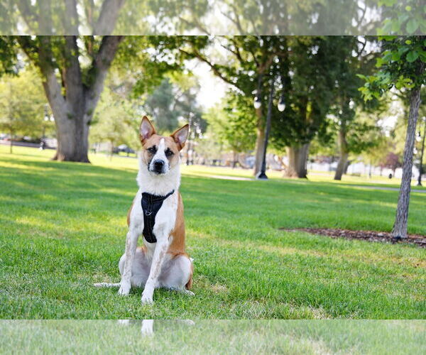 Medium Photo #15 Mutt Puppy For Sale in Sandy, UT, USA