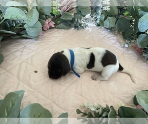 Medium German Shorthaired Pointer