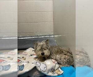 - Mix Dogs for adoption in Santa Maria, CA, USA
