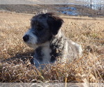 Small Photo #4 Bordoodle Puppy For Sale in OLATHE, CO, USA