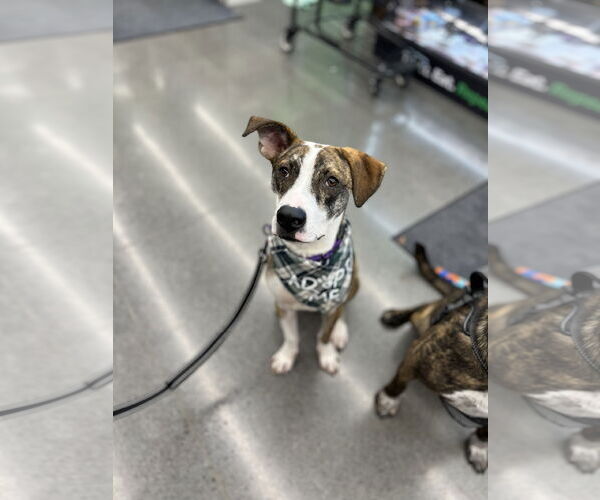 Medium Photo #6 Mutt Puppy For Sale in Minneapolis, MN, USA