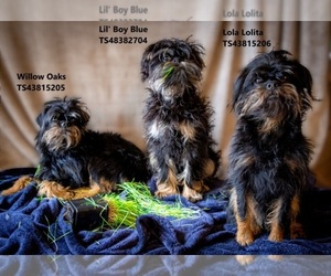 Father of the Brussels Griffon puppies born on 06/05/2022