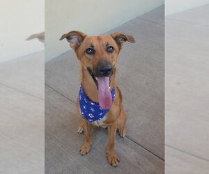German Shepherd Dog-Unknown Mix Dogs for adoption in McKinney, TX, USA