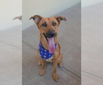 Small German Shepherd Dog Mix