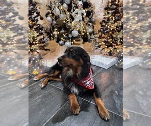 Father of the Australian Shepherd puppies born on 11/21/2025