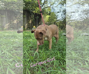 Hannah - Female American Staffordshire Terrier-Unknown Mix Dog for Adoption - Photo #4