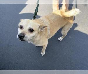 Chihuahua-Unknown Mix Dogs for adoption in Rancho Cucamonga, CA, USA