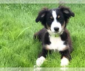 Miniature Australian Shepherd Puppy for sale in BROOKER, FL, USA