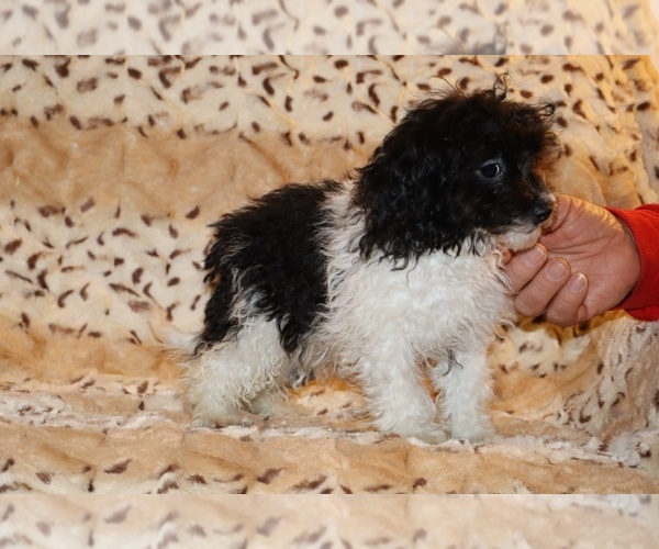 Medium Photo #5 Goldendoodle (Miniature) Puppy For Sale in DYERSBURG, TN, USA