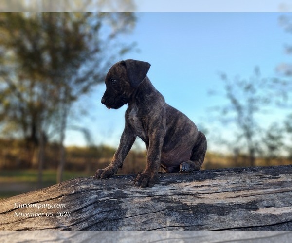 Medium Photo #10 Catahoula Leopard Dog Puppy For Sale in CUMBY, TX, USA