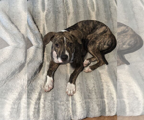 Medium Photo #3 Mountain Cur-Unknown Mix Puppy For Sale in Polson, MT, USA