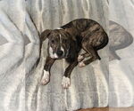 Small #2 Mountain Cur Mix