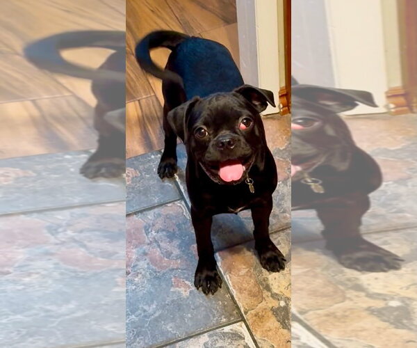 Medium Photo #2 Pug-Unknown Mix Puppy For Sale in San Diego, CA, USA