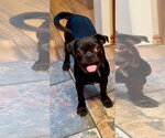 Small #1 Pug Mix