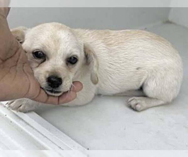 Medium Photo #1 Chihuahua Puppy For Sale in Houston, TX, USA