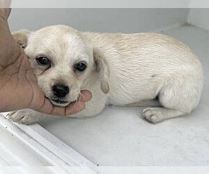 Chihuahua Dogs for adoption in Houston, TX, USA