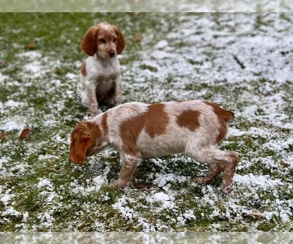 Medium Photo #3 Brittany Puppy For Sale in BERKSHIRE, NY, USA