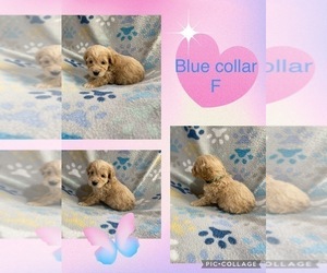 Goldendoodle (Miniature) Dog for Adoption in HICKORY, North Carolina USA
