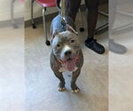 Small American Pit Bull Terrier