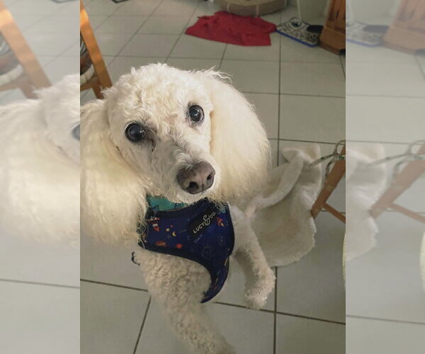 Medium Photo #10 Bichon Frise Puppy For Sale in Plantation, FL, USA