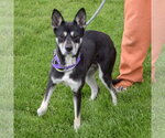 Small #3 Gerberian Shepsky