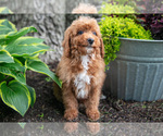 Puppy Kodi Poodle (Miniature)