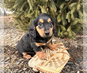 Dachshund Puppy for sale in MIDDLEBURY, IN, USA