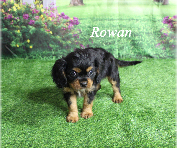 Medium Photo #17 Cavalier King Charles Spaniel Puppy For Sale in CHANUTE, KS, USA