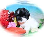 Small #1 ShihPoo